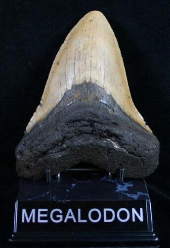 Megalodon Tooth - North Carolina #10497